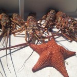 lobsters low res