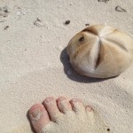 shell low res