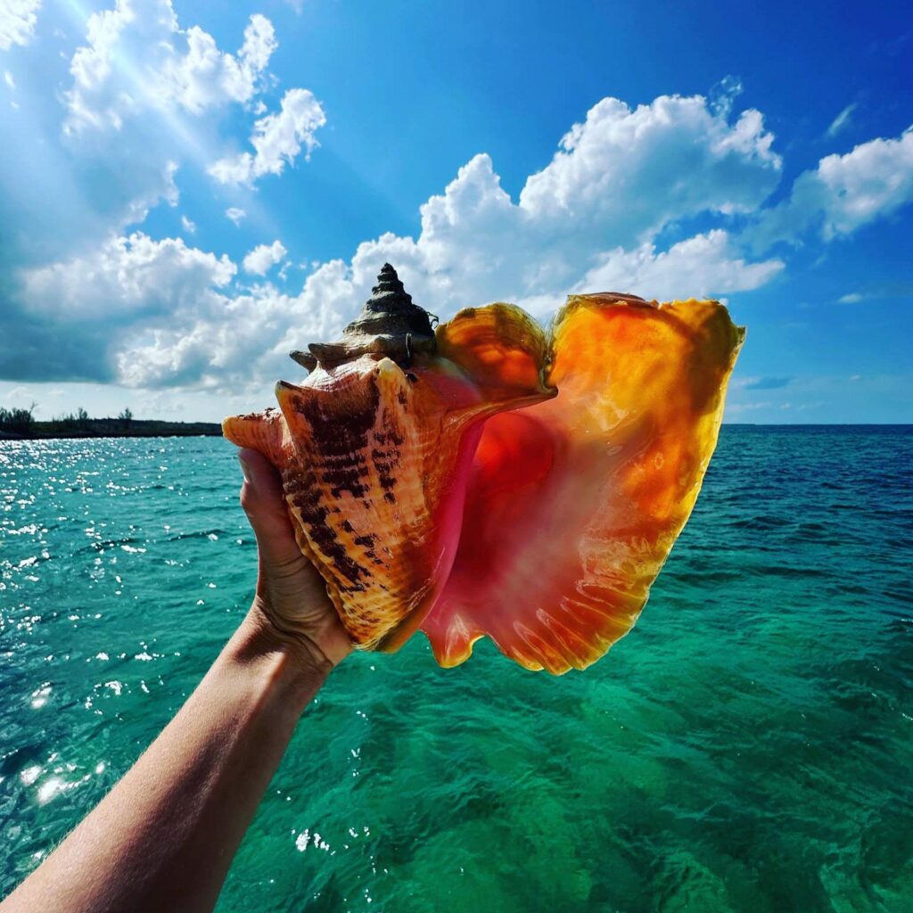 Queen conch sea shell